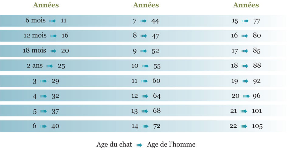 Generalites Sur Le Chat Clinique Des 1000 Pattes Clinique Des 1000 Pattes